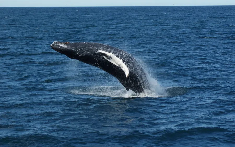 A humpback whale breaching off the Icelandic coast